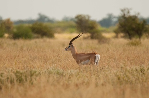 Fiebig Turkana-1116