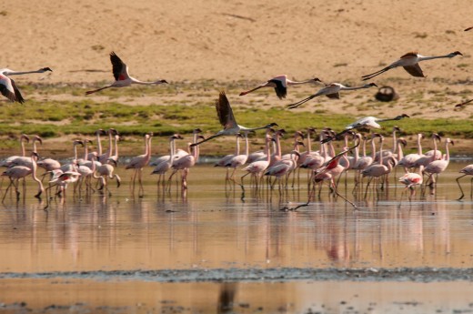 Fiebig Turkana-2025